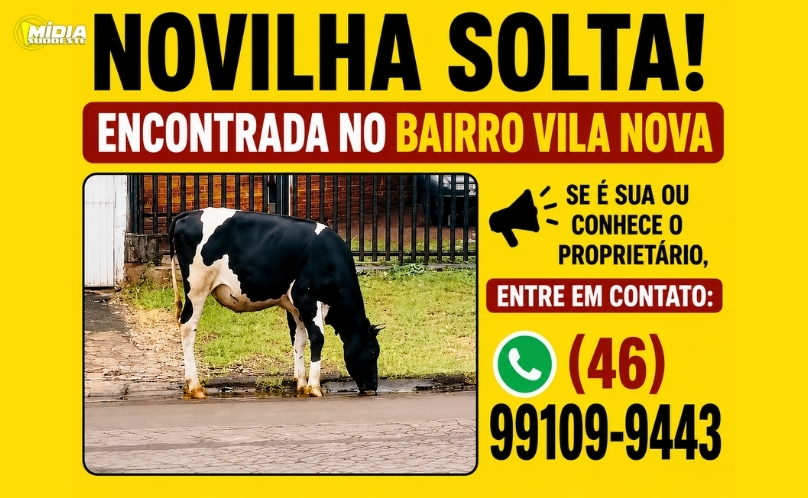 Uma novilha foi encontrada solta no Bairro Vila No