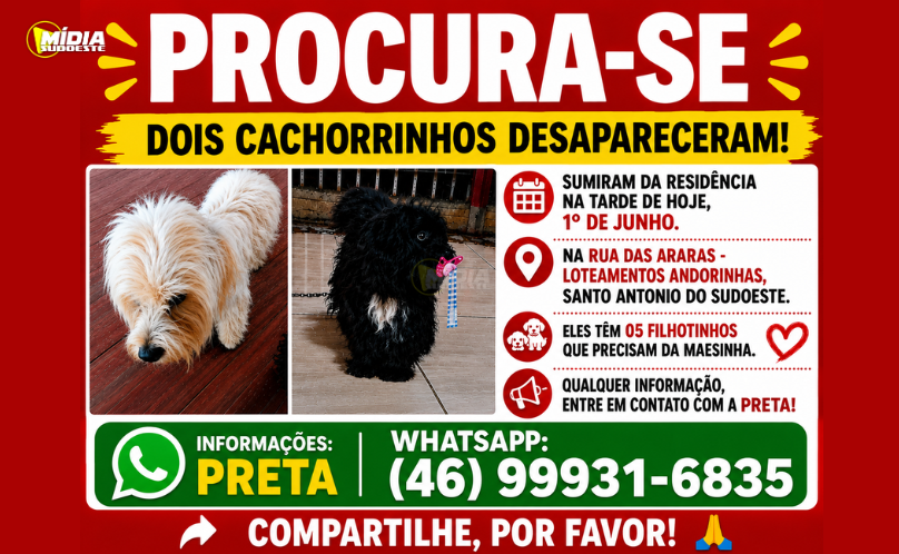 Dois cachorrinhos desapareceram hoje (01/06), na R