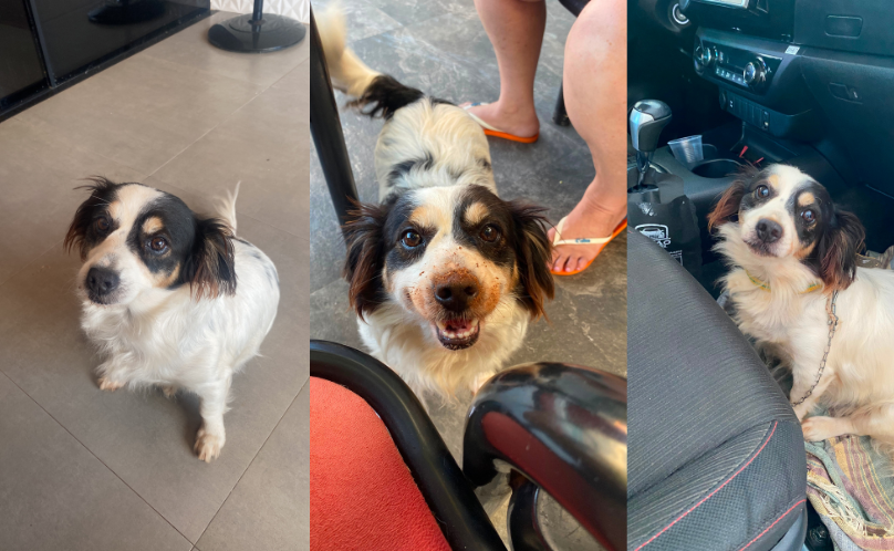 Cachorra está desaparecida desde ontem, é fêmea