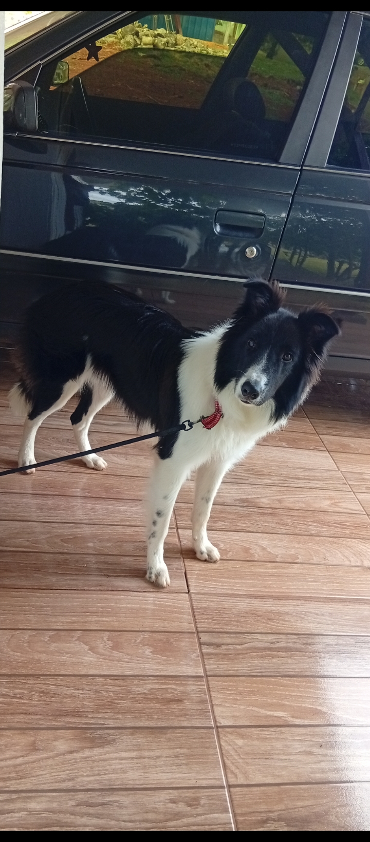 Procuro meu cachorro chamado  Thor de cor  preto c