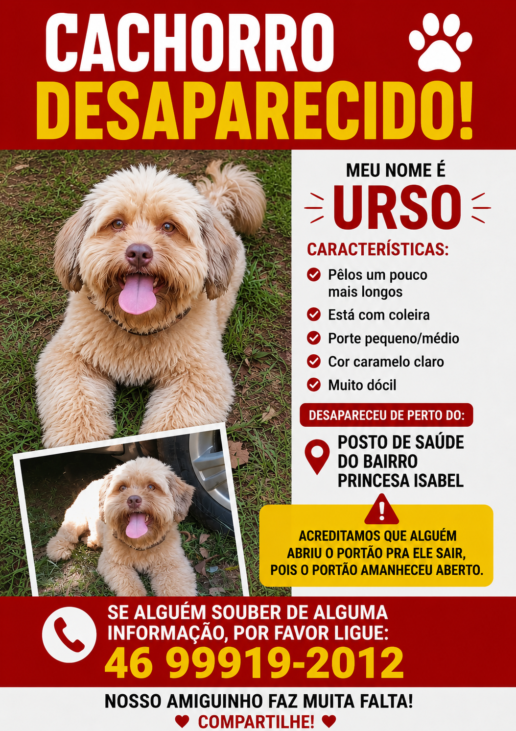 Cachorro desaparecido