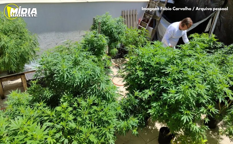 Brasil atingiu a marca de 672 mil pacientes que se tratam com cannabis