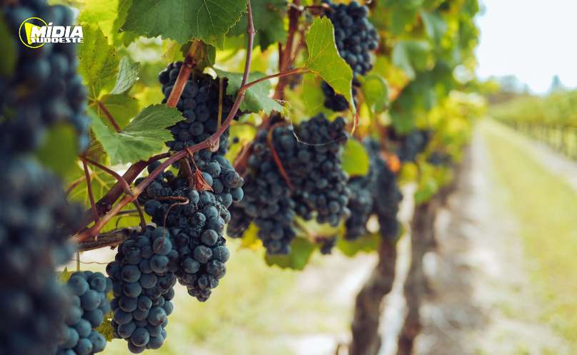 Produtores podem se inscrever para participar da Rota Uva e Vinho Paraná