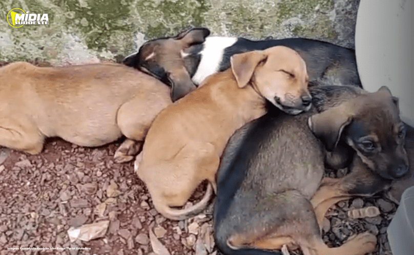 Dois Vizinhos: filhotes de cachorro são flagrados em situação de abandono e maus-tratos
