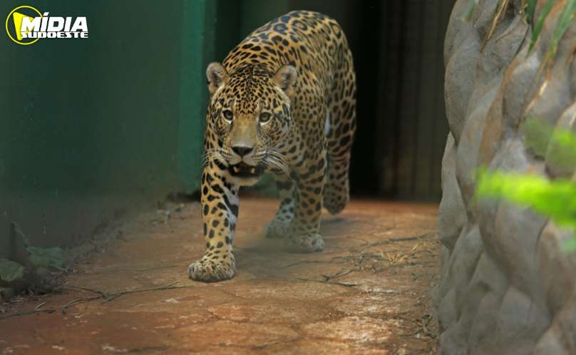 Cascavel: zoológico municipal seguirá fechado por tempo indeterminado. 