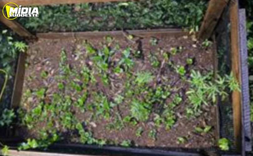 Polícia Militar encontra plantação de maconha após receber denúncia