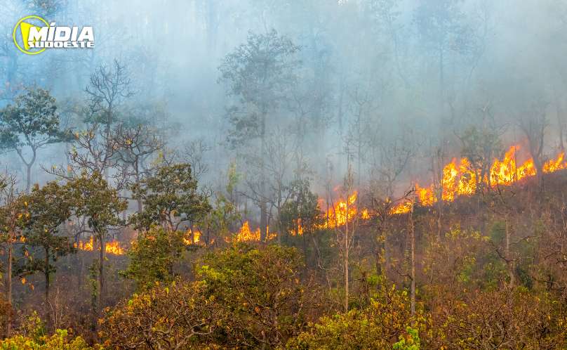 Amazônia tem diversidade empobrecida por incêndios florestais 