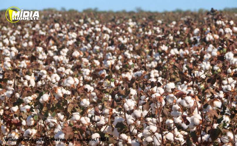  Segundo prognóstico para a safra de 2025 prevê crescimento de 7,0% frente a 2024 