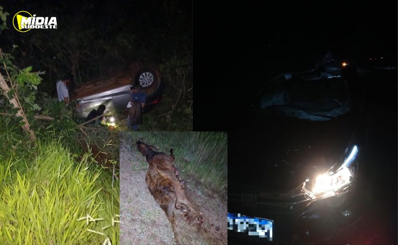 Accidente en la Ruta Nacional 101: Dos Vehículos Colisionaron con un Novillo