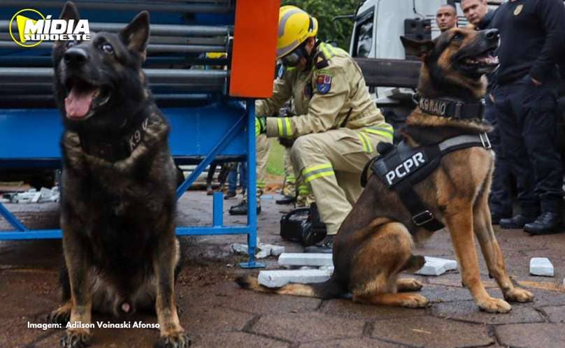 Cães da PCPR ajudaram a apreender 2,8 toneladas de drogas em 2024