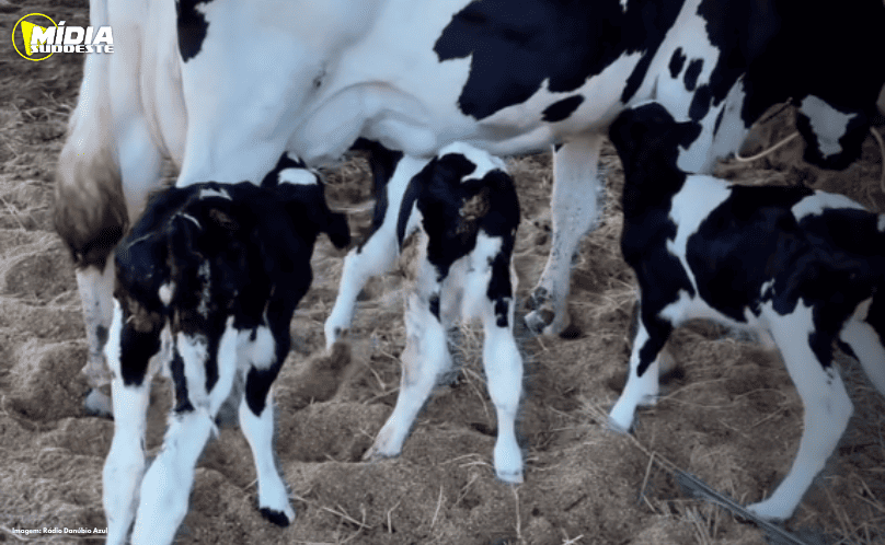 Santa Izabel do Oeste: vaca dá à luz a trigêmeos
