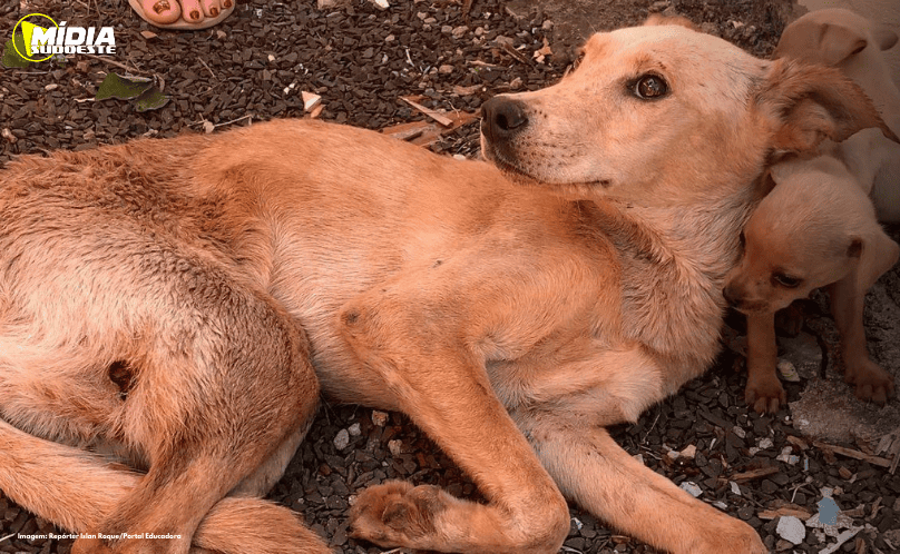 Dois Vizinhos: cães são resgatados em visível situação de abandono e maus-tratos