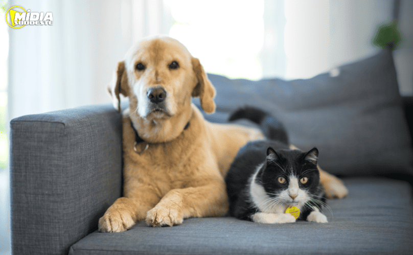 Animais domésticos terão direito a Registro Geral com cadastro nacional