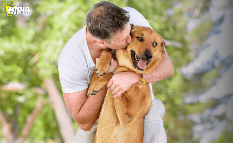 Férias chegam e trazem um dilema: viajar ou não com os pets?