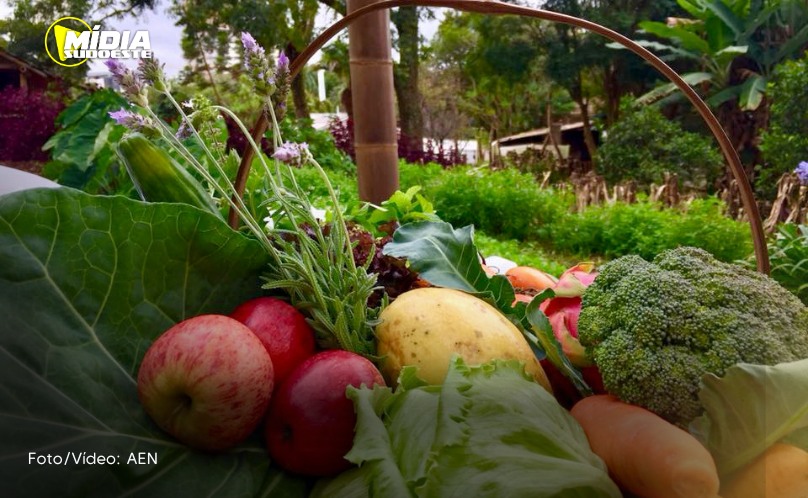 Líder no País, Paraná chega a 319 municípios no Sistema de Segurança Alimentar e Nutricional