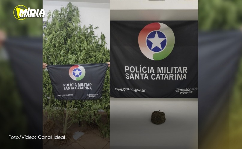 Concórdia: homem e mulher são presos por cultivar maconha em casa