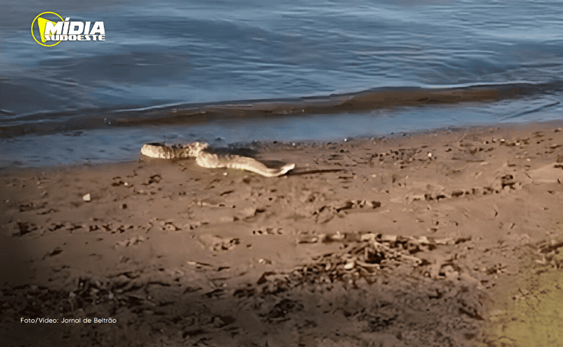Banhistas encontram cobra cascavel na prainha de Cruzeiro do Iguaçu