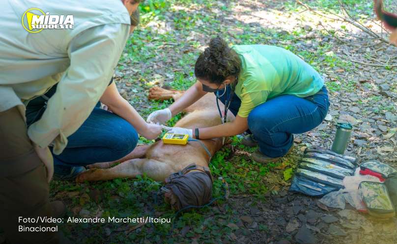 86º aniversário do Parque Nacional do Iguaçu: Itaipu promove ações que contribuem com a saúde ambiental do Parque