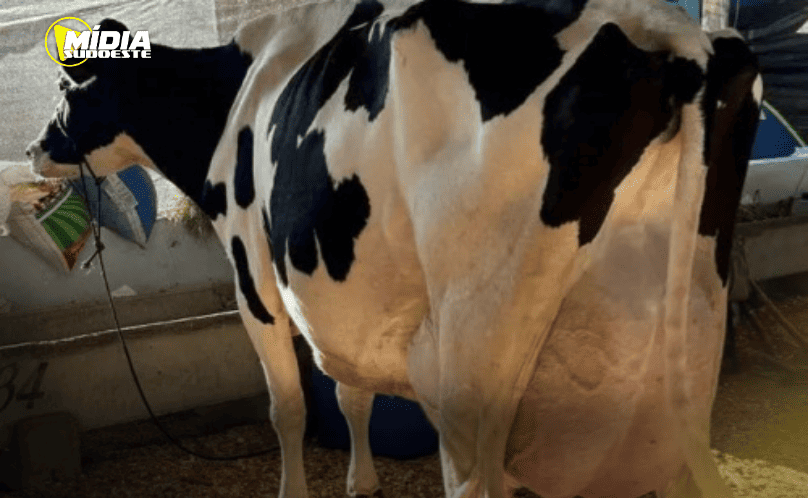 Homem tenta estuprar vaca, leva coice e morre
