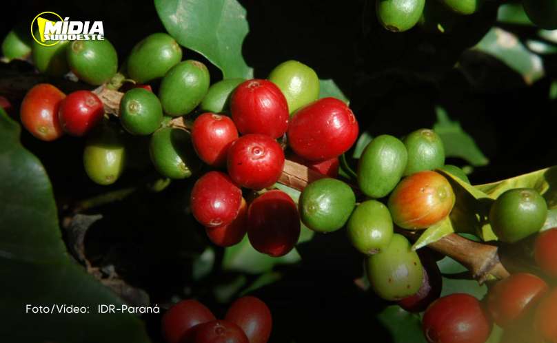 Preço do café e início da colheita de soja são destaques do boletim agropecuário 