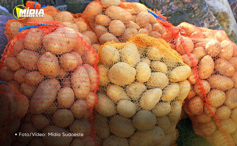 Conab aponta queda de preço da batata e alta da cebola e tomate 