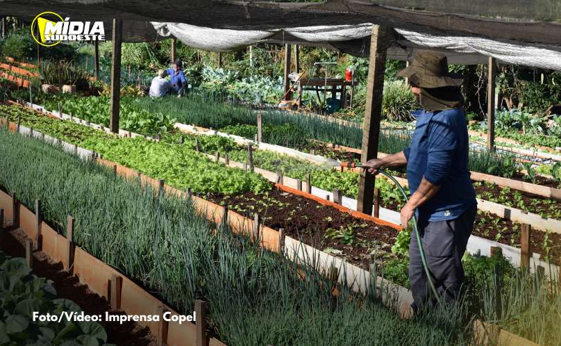 Programa de hortas comunitárias da Copel chega a 2025 com mais seis unidades