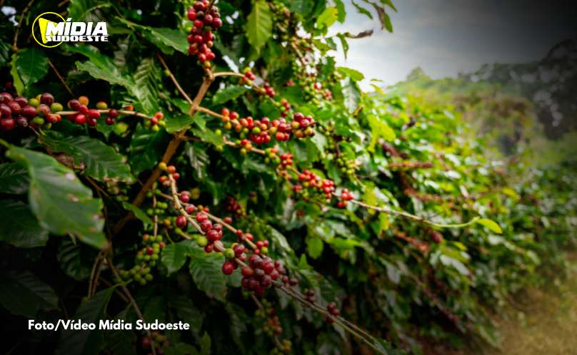 Conab estima queda na produção de café com 51,8 milhões de sacas