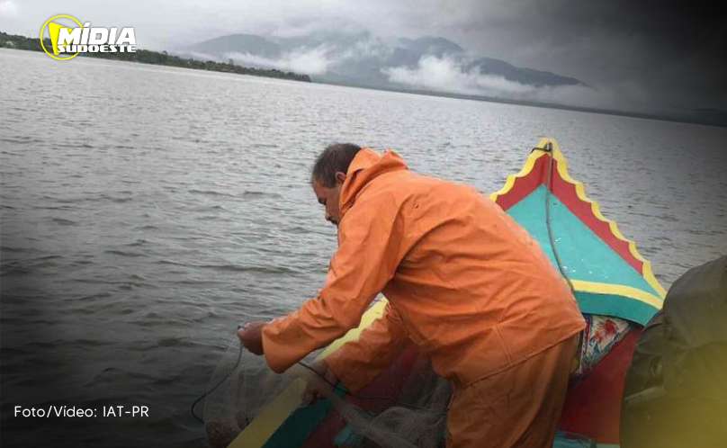Um dia após proibição da pesca, agentes do IAT recuperam 13 kg de camarão em Guaraqueçaba