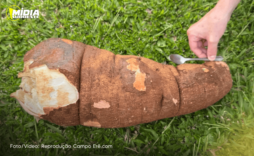Moradora colhe mandioca gigante em seu quintal