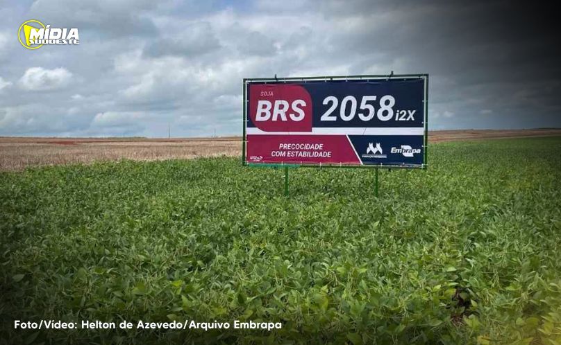Novas variedades de soja aliam tolerância a herbicidas e resistência às principais pragas da cultura