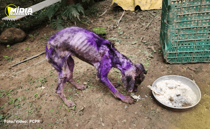 Mulher é presa por maus-tratos a cachorros no Paraná