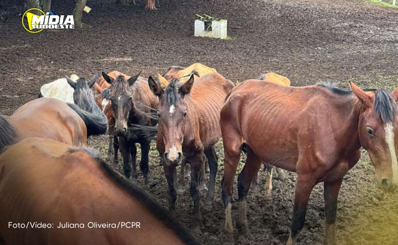 Polícia Civil resgata mais de 40 cavalos em Piraquara e prende homem por maus tratos