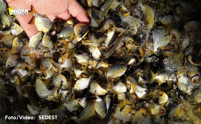 Rio Vivo: conheça as espécies de peixes que estão repovoando as águas doces do Paraná