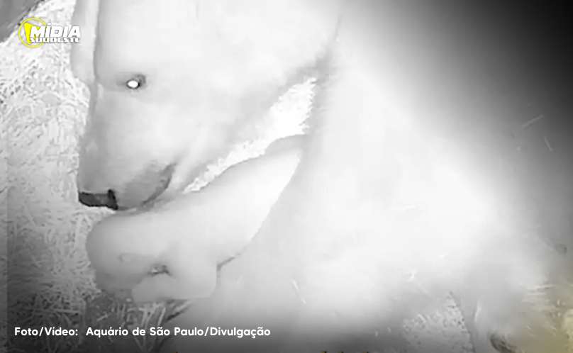 Aquário de São Paulo anuncia nascimento de seu primeiro urso-polar