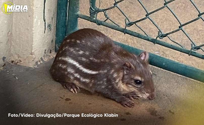 Filhote de paca nasce após intercâmbio de animais entre Klabin e Itaipu