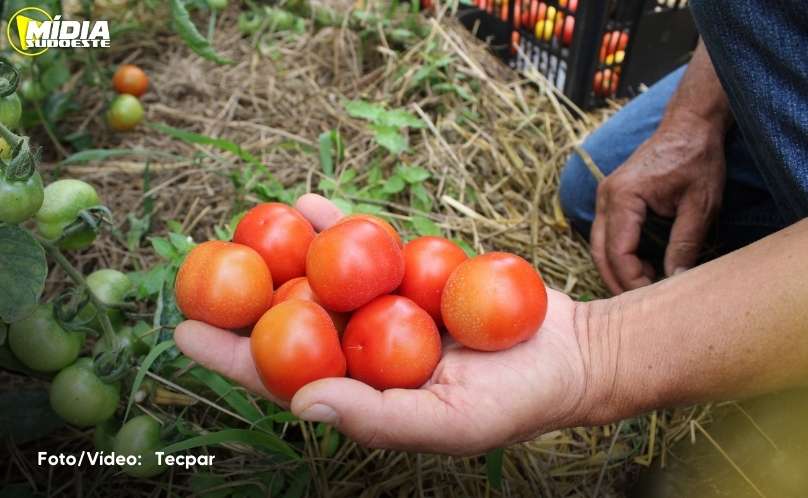 Produtor de orgânico certificado pelo Tecpar tem desconto em linhas de crédito do Plano Safra 