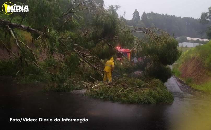 São Lourenço do Oeste: corpo de bombeiros atua na remoção de árvores caídas 