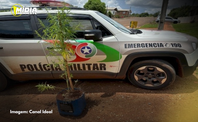 São Domingos: homem é detido por posse de drogas