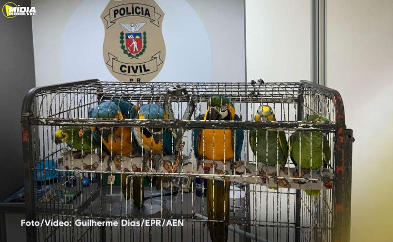 Curitiba: Polícia Civil resgata araras e papagaios vítimas do tráfico de animais 