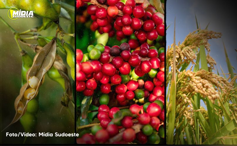 Calor prejudica lavoura de café, soja e arroz, diz especialista