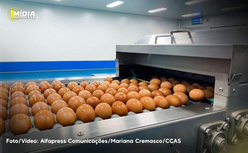 Calor extremo desafia produção de ovos e reforça a importância da nutrição adequada dos animais