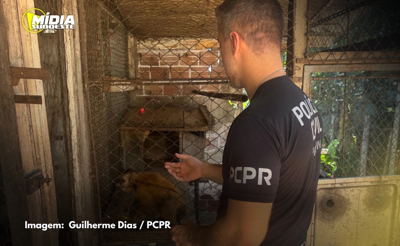 Polícia Civil do Paraná resgata macaco-prego que viveu 31 anos preso em uma gaiola