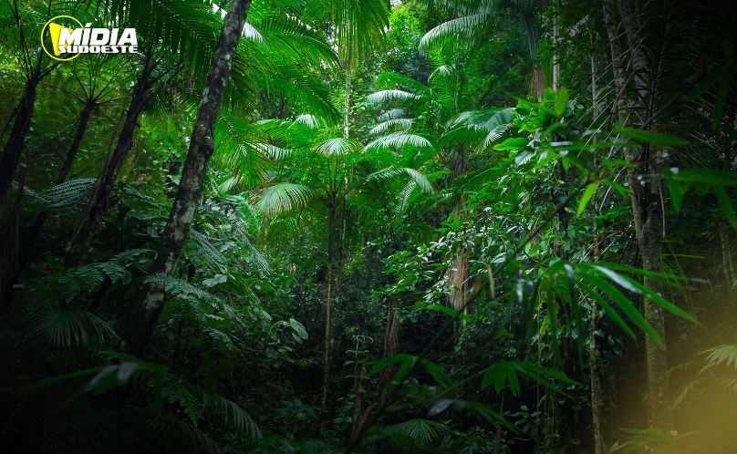 A importância da preservação das florestas tropicais
