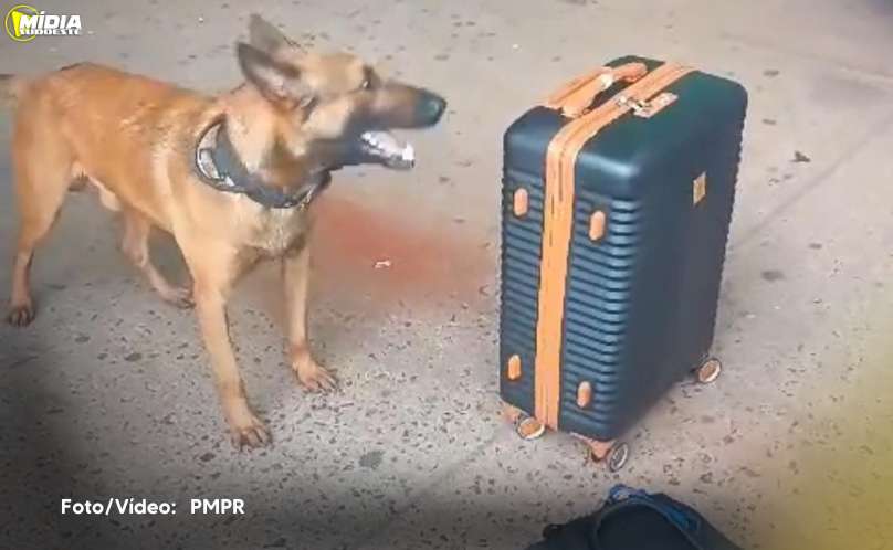 Curitiba: Polícia Militar apreende 19 kg de maconha em rodoviária 