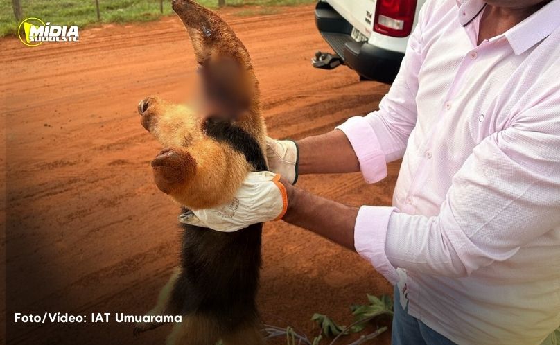 IAT resgata tamanduá-mirim com vários ferimentos em Xambrê