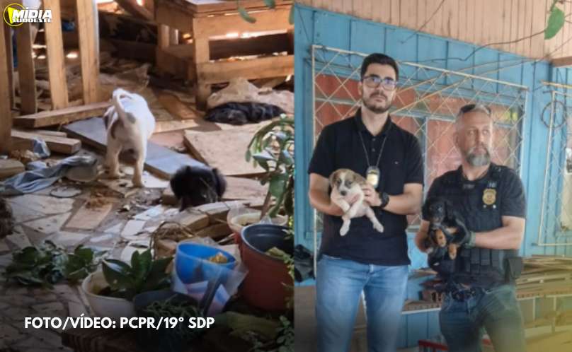 Francisco Beltrão: Polícia Civil resgata cães abandonados 