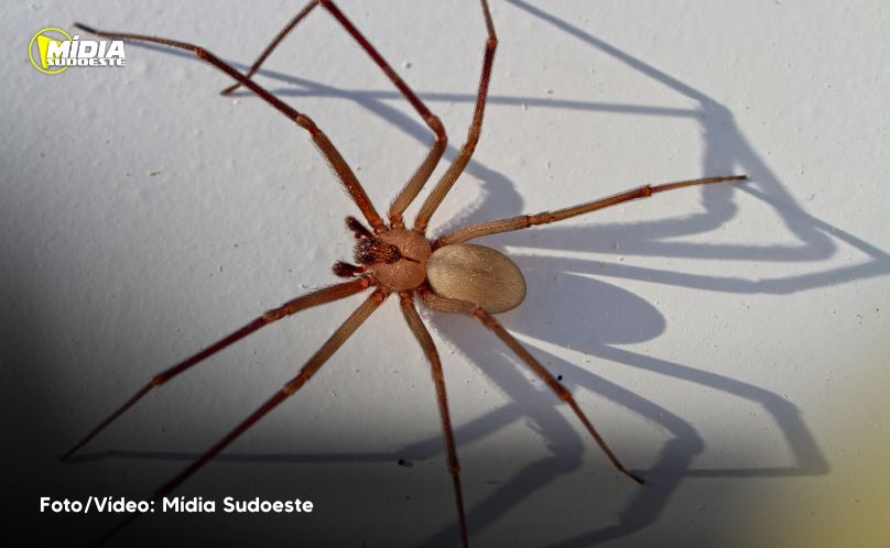 Soro contra picada de aranha-marrom voltará a ser produzido no Centro de Imunobiológicos