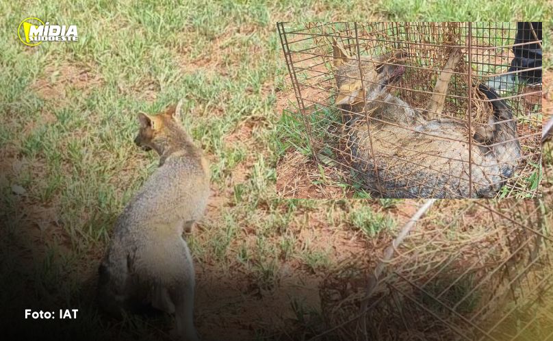 Cahorro-do-mato e resgatado e devolvido a natureza pelos agentes do IAT
