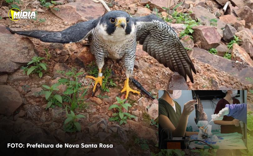 Falcão peregrino ferido que percorreu 7,3 mil km desde os EUA e resgatado pelo IAT