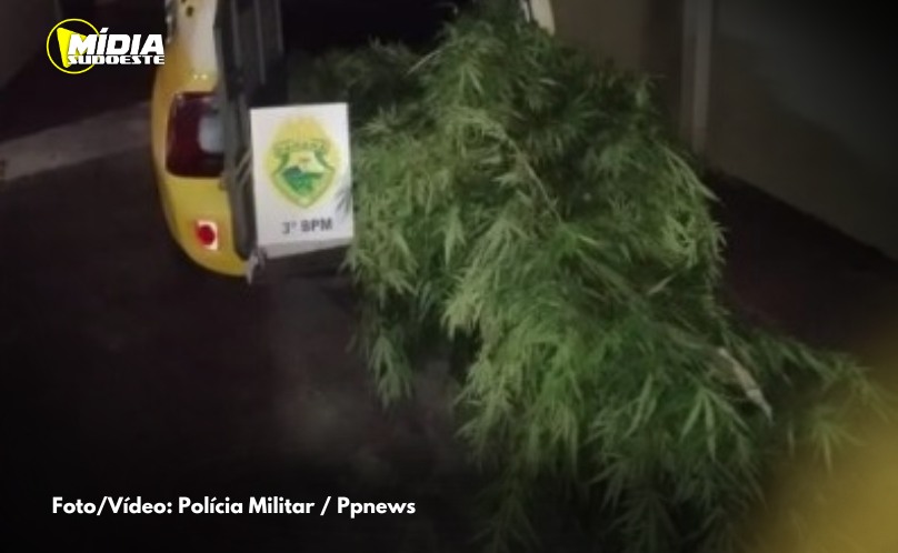 Polícia Militar apreende pés de maconha após denúncia